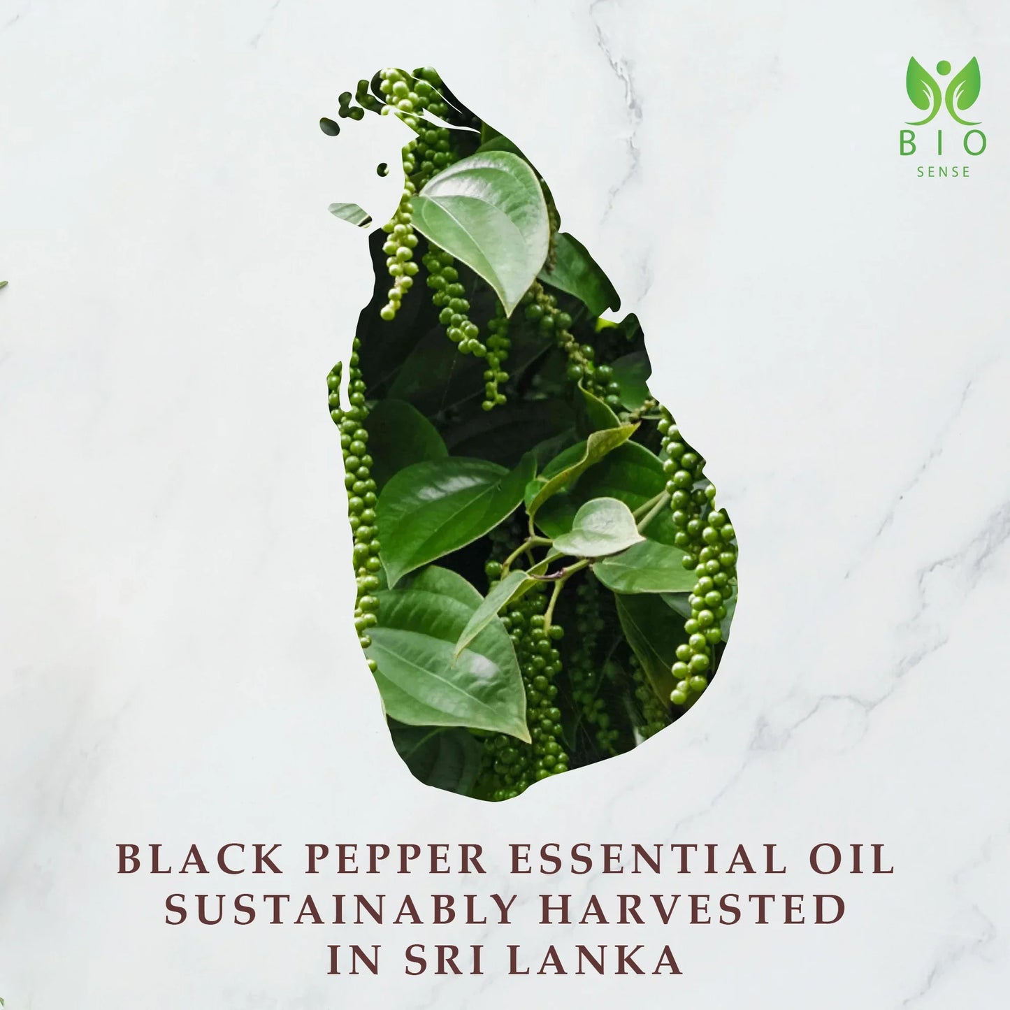 Bio Sense Black Pepper Essential Oil 15 mL (0.5 Fl Oz)