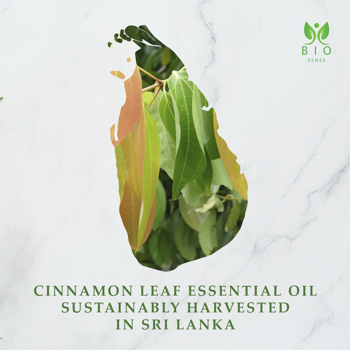 True Organic Cinnamon Leaf Essential Oil, 118 ml