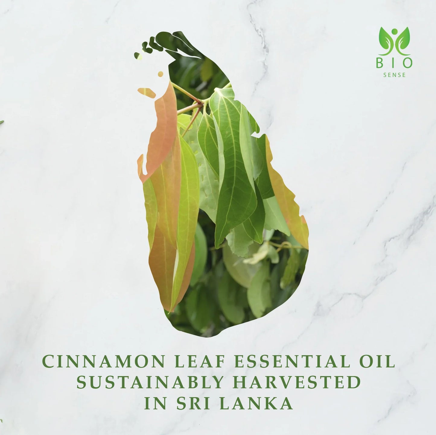 Bio Sense Cinnamon Leaf Essential Oil, 118 ml