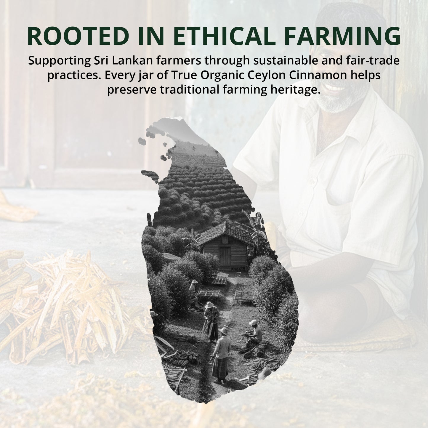 Premium Ceylon Cinnamon Powder 2.08oz